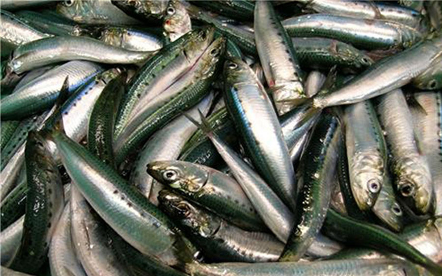 Sardine